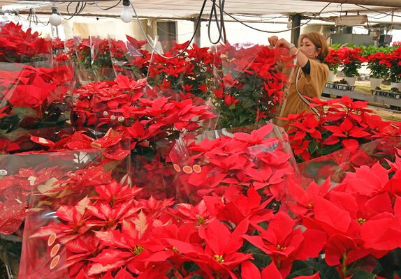 クリスマスシーズンを控え、大詰めを迎えたポインセチアの出荷＝３０日午前１１時３５分、下野市田中