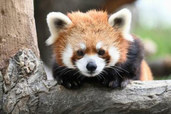 　新しい屋内型施設で展示される予定のレッサーパンダ（野毛山動物園提供）