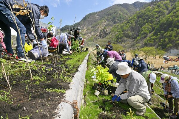 山の斜面に苗木を植え付ける参加者＝２５日午前９時３５分、日光市足尾町