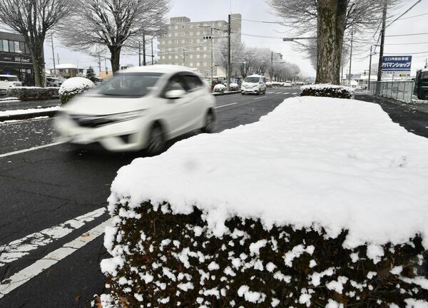 道路脇の植栽に積もった雪＝４日午前８時50分、那須塩原市沓掛１丁目