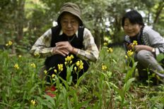 キンラン、ギンランかれんに　壬生・とちぎわんぱく公園で開花　GWいっぱ…