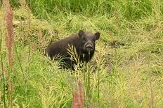 「黒い塊が見えた」　イノシシに襲われた男性（栃木）が取材応じる　犬の散…