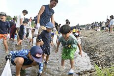 子どもたち、アユに大はしゃぎ　小山の思川でつかみ取り
