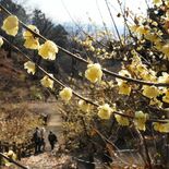 栃木・清水寺でロウバイ見頃　境内に150株、漂う甘い香り　