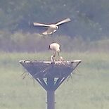コウノトリの「流星」巣立つ　小山の遊水地　誕生から68日目