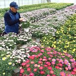 小山でマーガレット出荷準備進む　入学式など彩りへ　「門出にふさわしい花…