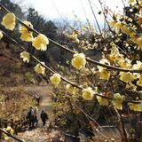 栃木・清水寺でロウバイ見頃　境内に150株、漂う甘い香り　