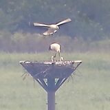 コウノトリの「流星」巣立つ　小山の遊水地　誕生から68日目