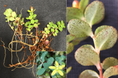 世界自然遺産屋久島において植物の新種ヤエダケオトギリを発見