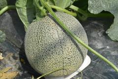 ＜１５４＞　糖度が高く、高品質　ＪＡはが野のメロン