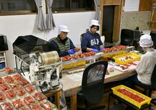 品種、栽培技術絶えず進化