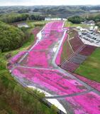【平成トラベラー とちぎ話題のスポット】18年　14万株 一躍観光地に　芝ざくら公園オープン　市貝