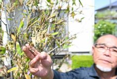 【夕刊】宇都宮でクロチクが開花