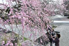 境内彩る梅 春の香り