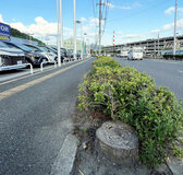 ビッグモーター前の街路樹、なぜ伐採許可？　「視界悪いと事故の懸念」