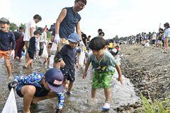 子どもたち、アユに大はしゃぎ　小山の思川でつかみ取り