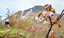那須岳のミネザクラ