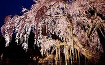 太山寺のシダレザクラライトアップ