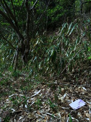 散策道は枯れ葉や枝で覆われ、歩きにくい場所もある＝４月16日