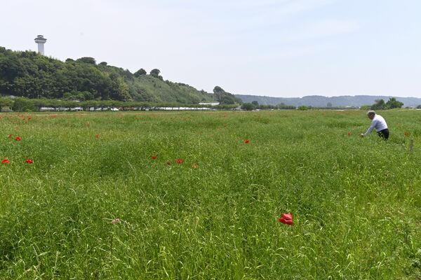 外来雑草の繁殖が目立つエリアでは、花がまばら。所々にまとまって咲くエリアもあるが、全体で1~2割の状況だ(19日撮影)