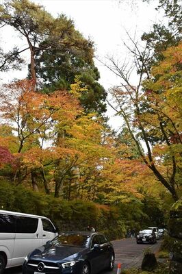 木々が色づいた華蔵院の坂