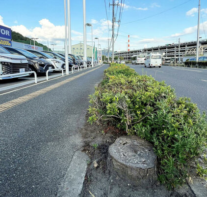 ビッグモーターの店舗前の県道に並ぶ切り株（広島市南区）