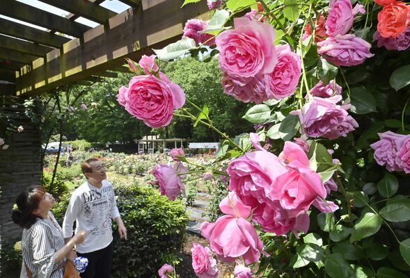 園内を華やかに彩る大輪のバラ＝21日午前10時40分、真岡市下籠谷
