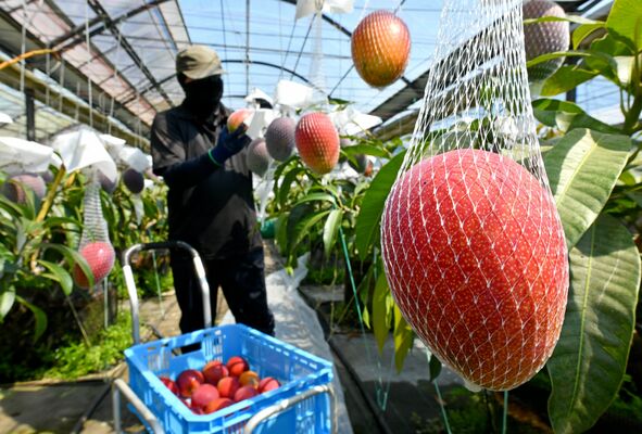 赤く色づき収穫期を迎えたマンゴー＝16日午前９時40分、那珂川町松野