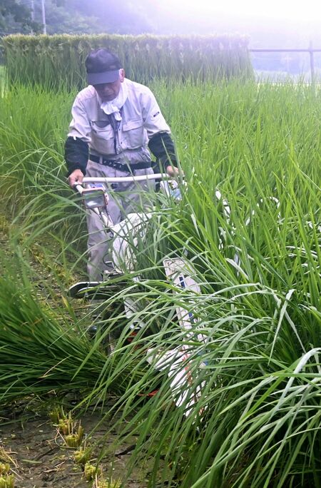 最盛期を迎えた青わらの収穫作業=28日午前6時10分、塩谷町喜佐見