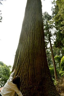 樹齢700年越えの大杉