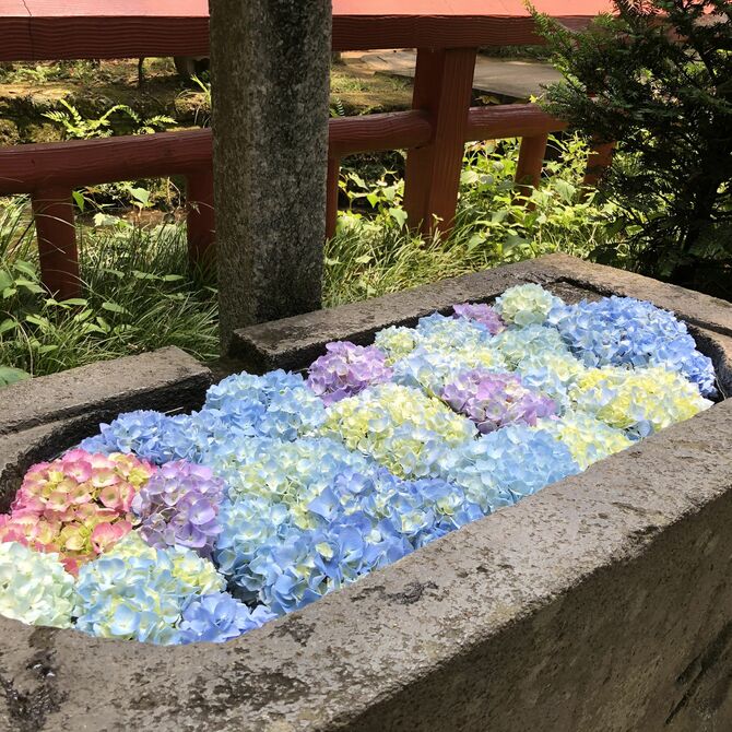 境内で摘んだアジサイが浮かぶ花手水。南側にある1842年に奉納された旧手水舎(写真下)もアジサイで彩られている