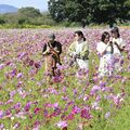 秋陽に輝く赤やピンク　高根沢の鬼怒グリーンパークでコスモス見頃