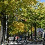 その美しさ、並じゃない　壬生・獨協医大病院のイチョウ並木が金色に