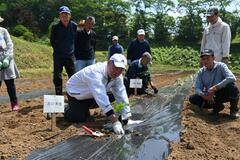 耕作放棄地に青パパイア