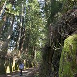 日光杉並木街道の景観継承へ、栃木県がクラウドファンディング型ふるさと納税活用 後継木の苗木も選定