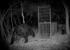 ４００キロ級の巨大ヒグマ出没