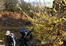 甘い香り参道包む