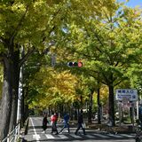 その美しさ、並じゃない　壬生・獨協医大病院のイチョウ並木が金色に