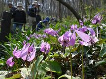 佐野でカタクリ見頃
