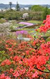 長峰公園のツツジ色づく　矢板