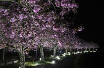 ぼたん桜が満開　芳賀温泉ロマンの湯