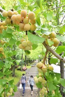 ギンナン色づく