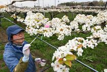 ナシの授粉作業ピーク　宇都宮