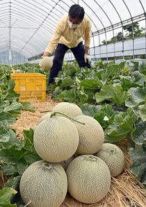 メロン出荷シーズン　真岡