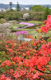 長峰公園のツツジ色づく　矢板