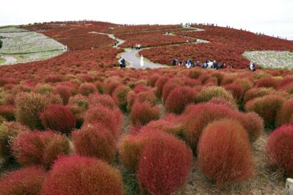 　国営ひたち海浜公園で見頃を迎えたコキア＝２２日午後、茨城県ひたちなか市