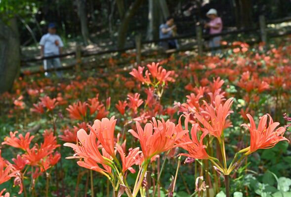 斜面をオレンジ色に美しく染めるキツネノカミソリ＝31日午前10時20分、栃木市藤岡町大田和