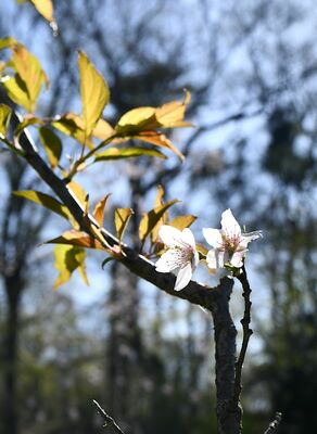 二つの花を咲かせた勝山公園桜見本園の記念樹＝４月10日撮影