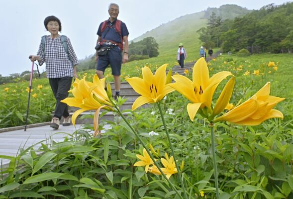 霧降高原の斜面を彩るニッコウキスゲ＝27日午後０時40分、日光市所野
