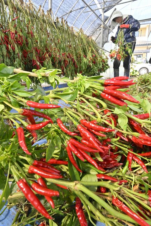 真っ赤に実り収穫されたトウガラシ「栃木三鷹」＝30日午前11時15分、大田原市加治屋